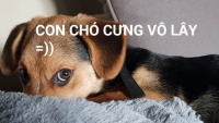 Cưng Vô Lây là gì?