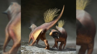 Hé lộ chuyện "giường chiếu" của khủng long thời tiền sử, 'ú òa' chưa?
