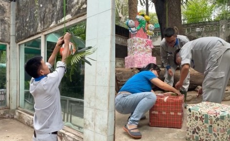 Thảo Cầm Viên tổ chức sinh nhật cho hai bé hổ Bình - Dương, ai xem cũng phải xuýt xoa