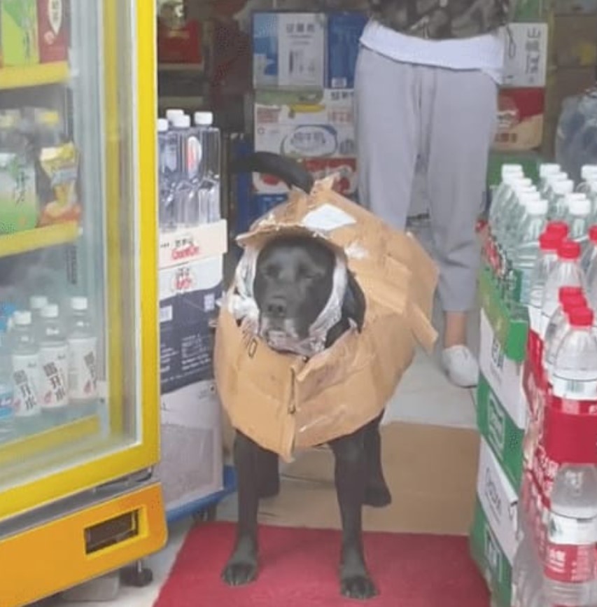 Ham chữa lành nhưng viêm màng túi, cô gái thiết kế cho chó cưng áo mưa độc nhất vô nhị