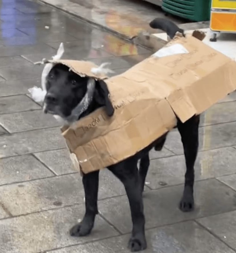 Ham chữa lành nhưng viêm màng túi, cô gái thiết kế cho chó cưng áo mưa độc nhất vô nhị